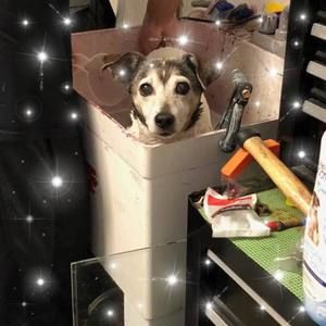 Meet your Posher, Ann